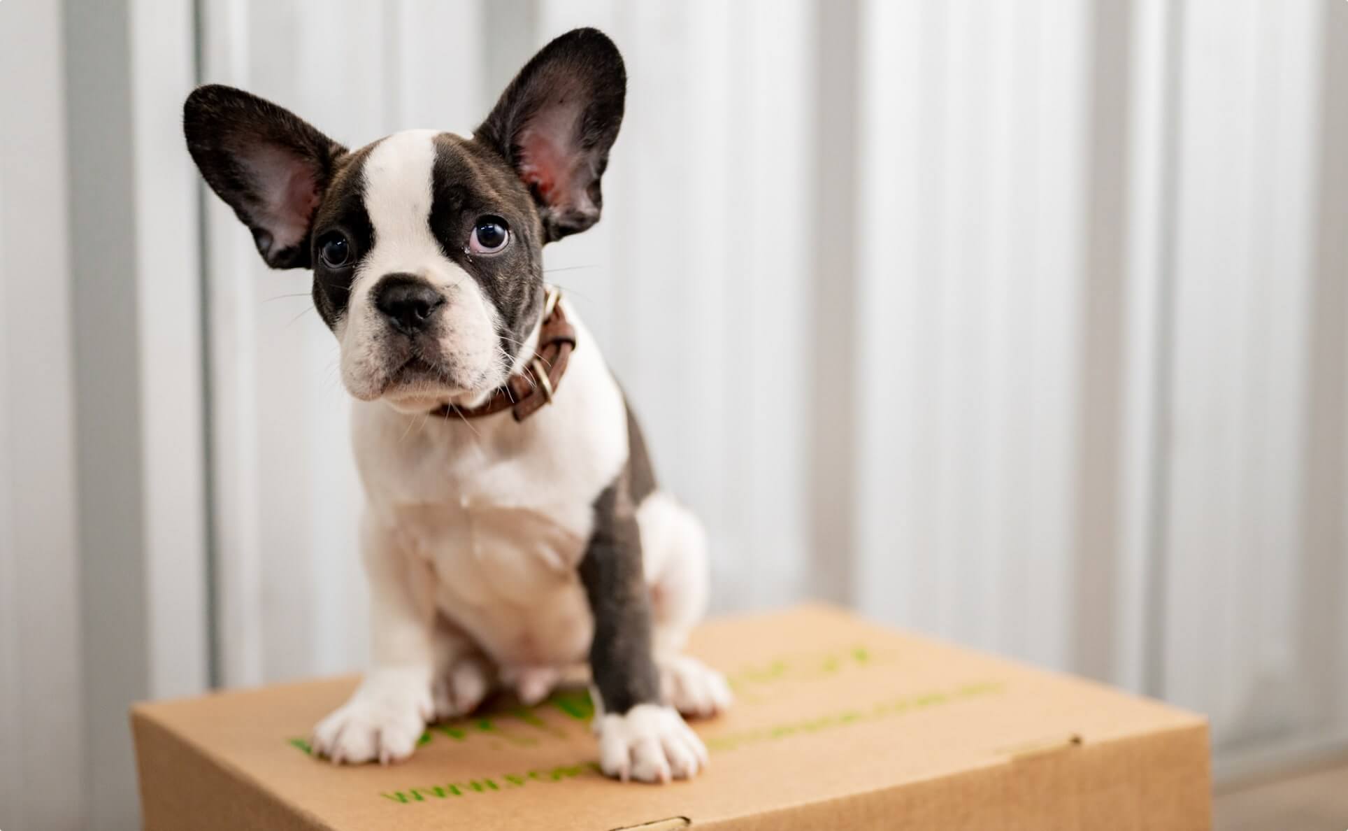A dog sat on top of a Loxon Storage box